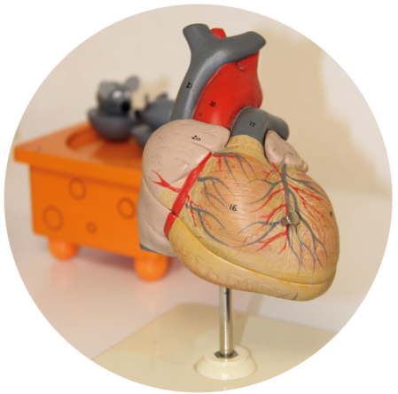 Kinderkardiologie - Kinder- und Jugendarzt Dr. Stefan Stuhrmann, Malsch